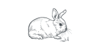 Lapin