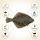 Flounder