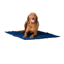 Aqua Coolkeeper cooling mat/cooling blanket Roses M 60 x 50 cm