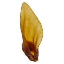 Deer ears