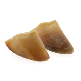 Zoccoli di bovini