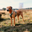 Harness Explor Ultimate Fit