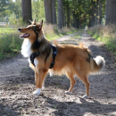 Harness Explor Ultimate Fit