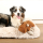 D&D Hundespielzeug Kuscheltier mit Quietscher Nilpferd Emmy 30x14 cm Braun