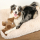 Giocattolo per cani Kayli bat