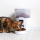Tinago Smart automatic feeder