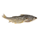 Roach 250 g