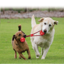 Kong Ball mit Seil Squeezz