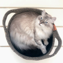 Cat basket TODD