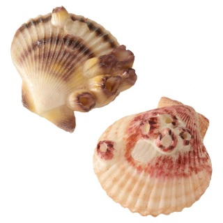 Decorazione per acquario con conchiglie marine