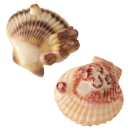 Aquariendekoration Sea Shell
