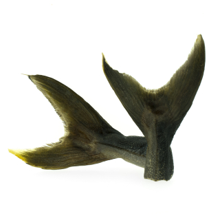 Yellowtail mackerel caudal fin