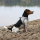 Ultimate Fit - Ergonomisches Step-In Hundegeschirr XXS - 30-35cm