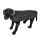 Manteau pour chien Puffer Outdoor