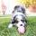 KONG Puppy