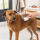 Dampf- und Massagebürste für Hunde, USB
